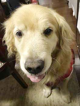 ペット関連ビジネス